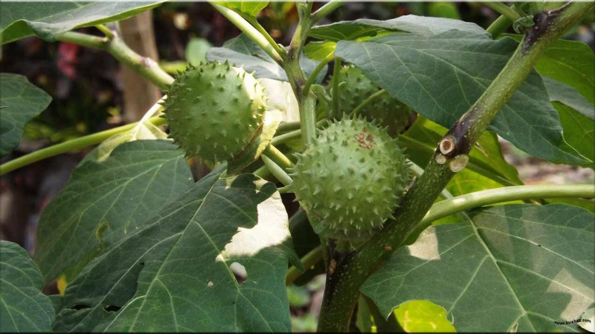 Bahaya Buah Kecubung