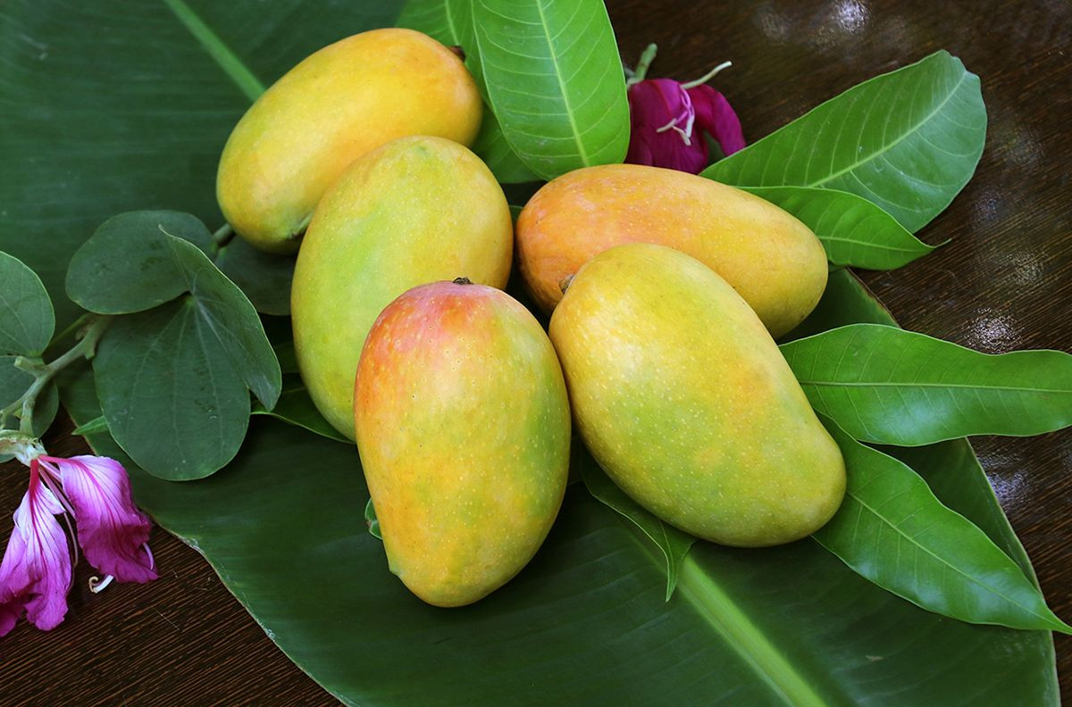 Mangga