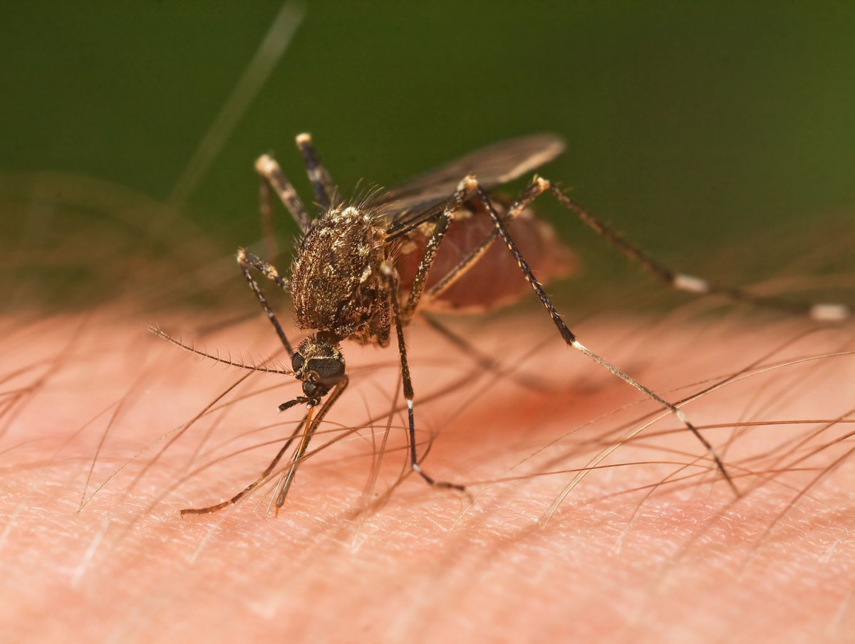 nyamuk bisa menularkan hiv