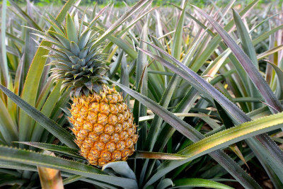 Manfaat Buah Nanas