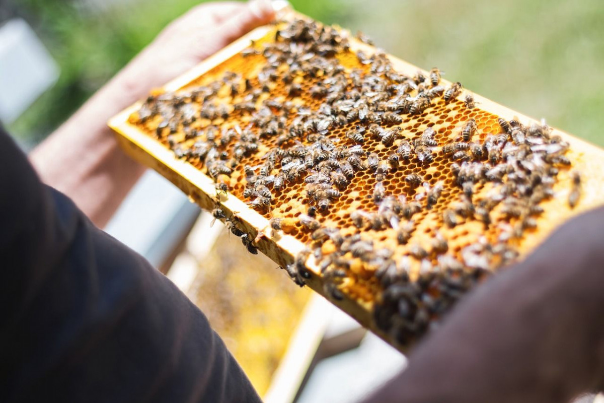 Manfaat Propolis Untuk Kesehatan