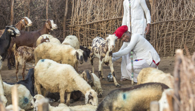 Manfaat Kesehatan dan Nutrisi Susu Kambing