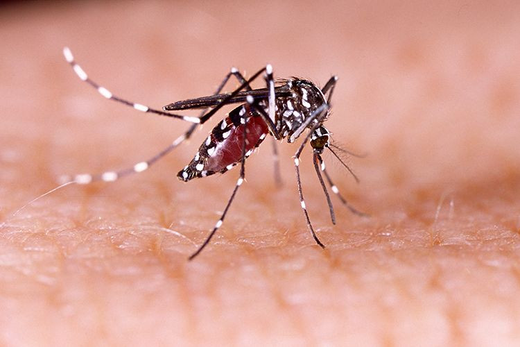 aedes