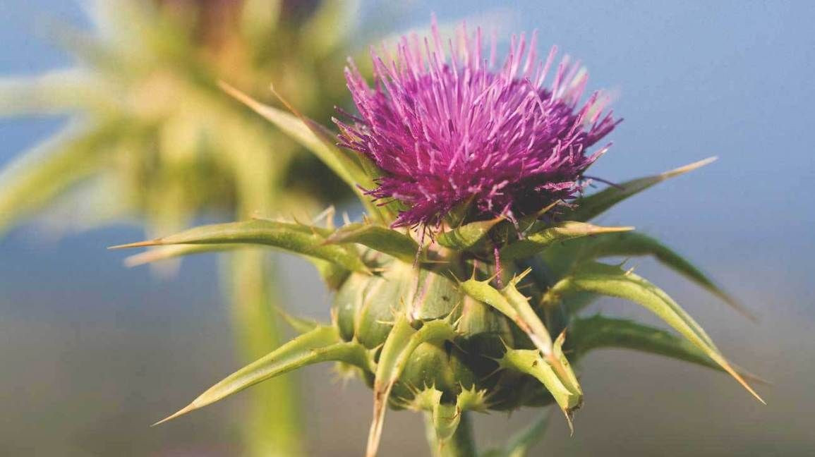 Susu thistle.