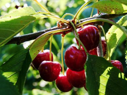 Buah untuk Atasi Kerontokan Rambut | YesDok