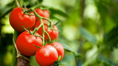 Sayangi Jantung dengan Konsumsi Makanan Ini