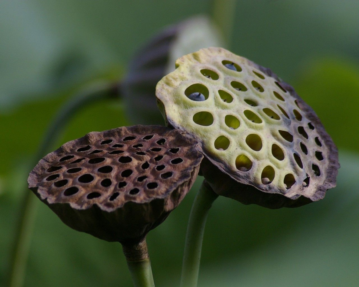 Trypophobia