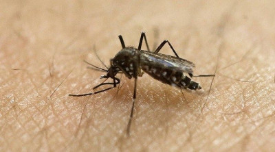 Alasan Mengapa Seseorang Menjadi Target Nyamuk
