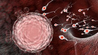corona virus dan sperma